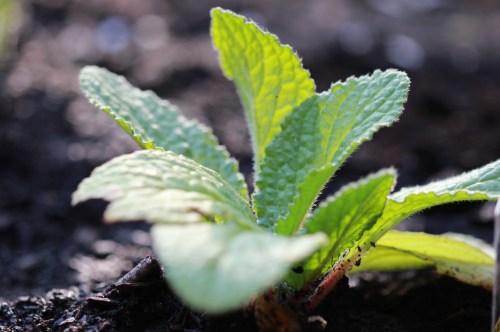 Close-up of a green plant with textured leaves growing from dark soil.