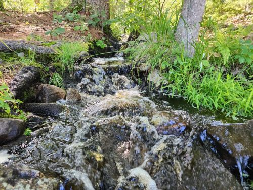 A small, bubbling stream flows over rocks, surrounded by lush green grass and trees in a serene forest setting.
