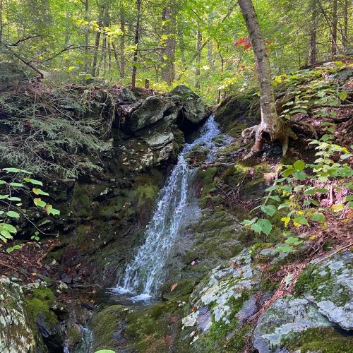 A small waterfall cascades over moss-covered rocks in a lush, green forest.