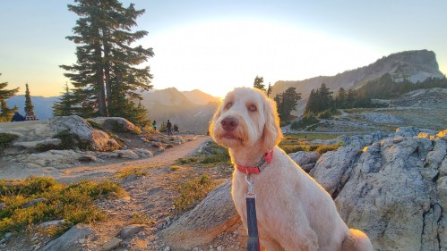 A light-colored dog sits on rocky terrain with a sunset backdrop, surrounded by trees and mountains.