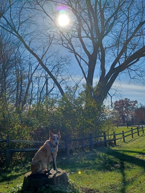 A dog sits on a stump in a sunny park, surrounded by trees and greenery under a clear blue sky.