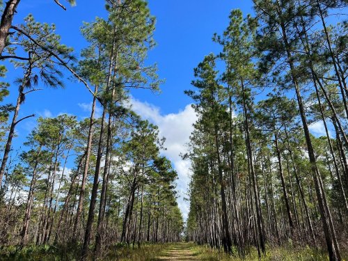 A serene forest path lined with tall pine trees under a bright blue sky with scattered clouds.