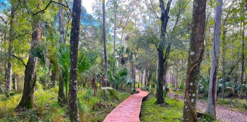 A wooden boardwalk winding through a lush, green forest with tall trees and underbrush.