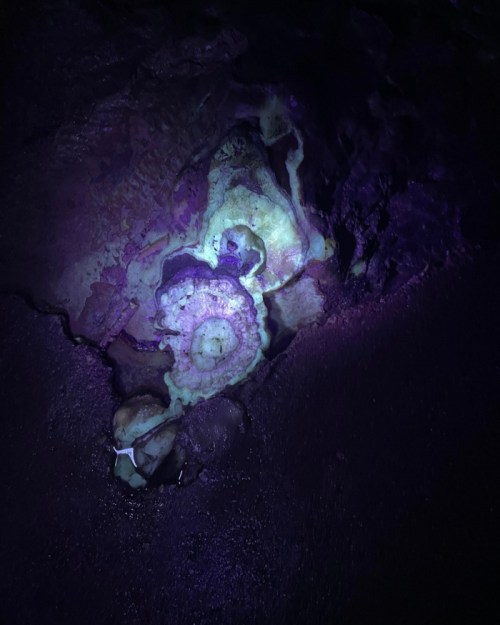 A glowing, spiral-shaped formation illuminated by purple light on a dark surface, resembling a natural mineral or coral.
