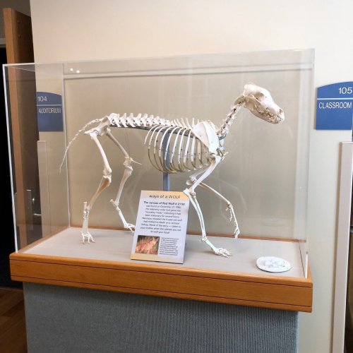 A wolf skeleton displayed in a glass case with an informational sign nearby.