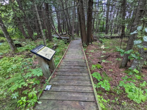 A wooden boardwalk leads through a lush, green forest with tall trees and a sign on the side.