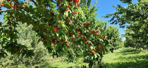 A vibrant orchard with trees laden with ripe cherries under a clear blue sky.