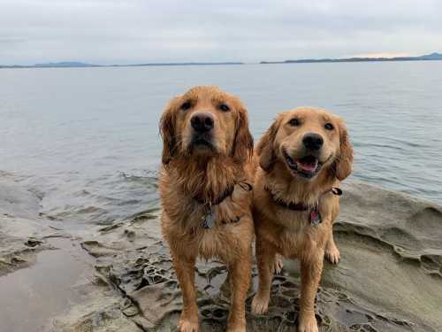 Two golden retrievers stand on a rocky shore, looking at the camera with a calm sea in the background.