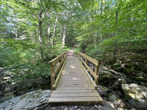 A wooden bridge spans a small creek, surrounded by lush green trees and foliage in a serene forest setting.