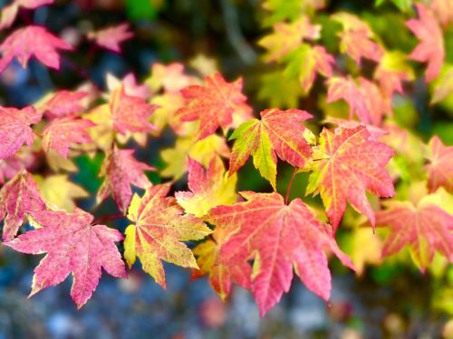 Colorful autumn leaves in shades of red, orange, and yellow, creating a vibrant natural scene.