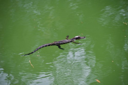 A crocodile swims in green water, partially submerged with its head above the surface.