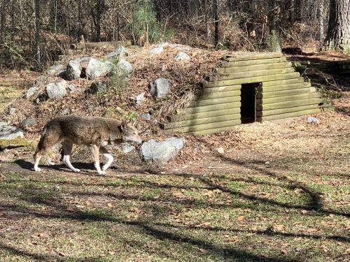 A coyote walks near a small wooden structure in a forested area with rocks and fallen leaves.