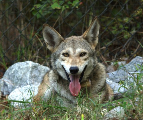 A coyote resting on grass and rocks, with its tongue out and ears perked up, set against a blurred background.
