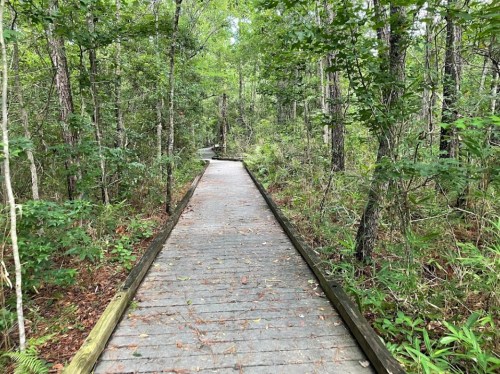 A wooden boardwalk winding through a lush green forest, surrounded by trees and vegetation.