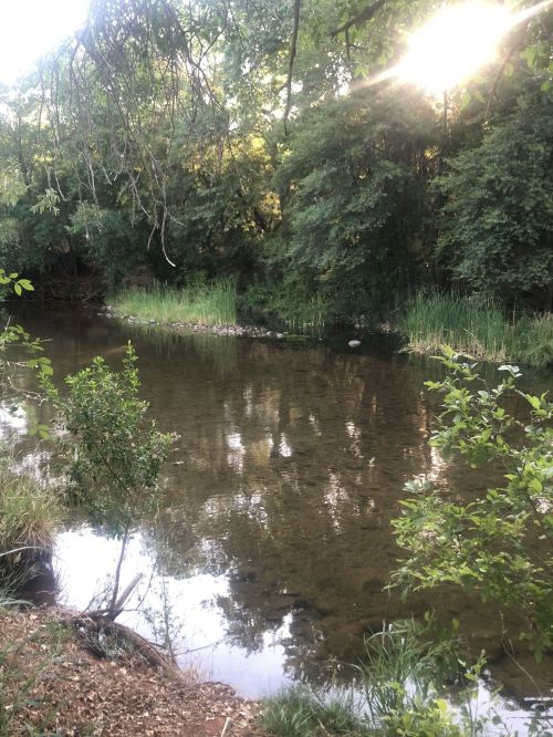 A serene river surrounded by lush greenery, reflecting trees and sunlight in the calm water.