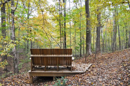A wooden bench on a platform surrounded by trees with autumn leaves in a serene forest setting.