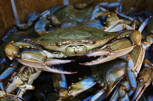 A close-up of blue crabs piled together, showcasing their distinctive blue claws and greenish shells.