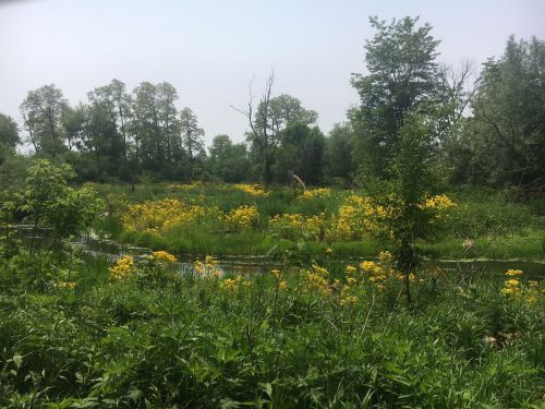 A lush landscape featuring a river surrounded by vibrant yellow flowers and green trees under a clear sky.