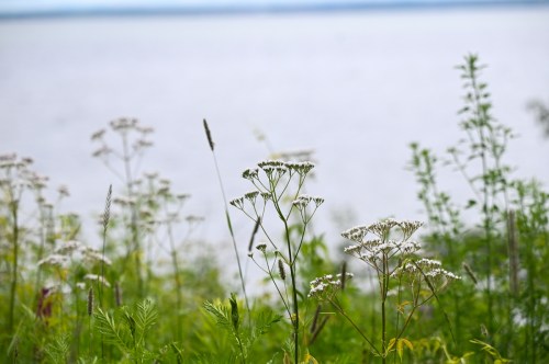 Wildflowers in the foreground with a calm body of water in the background under a cloudy sky.