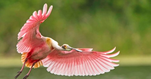 A roseate spoonbill in flight, showcasing its vibrant pink wings against a blurred green background.