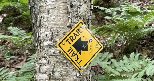 A yellow trail sign with an arrow pointing left, attached to a tree in a forested area with ferns.