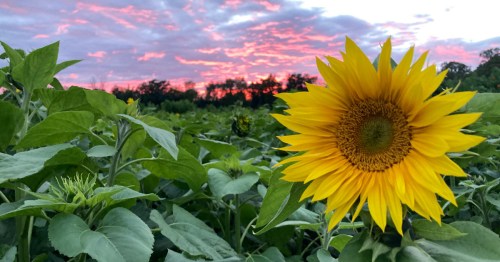 A vibrant sunflower stands tall in a field, with a colorful sunset and clouds in the background.