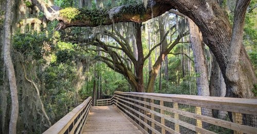A wooden boardwalk winds through a lush, green forest with large trees draped in Spanish moss.