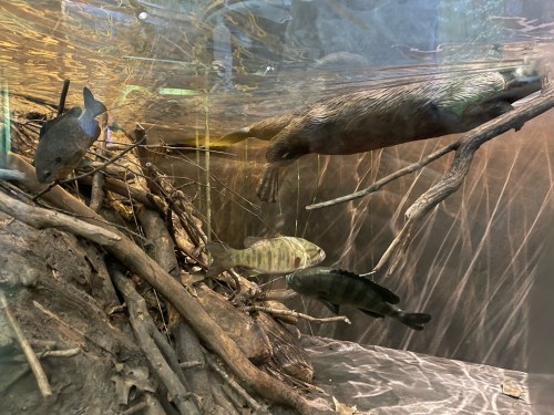 A beaver swims underwater near various fish and submerged branches in a natural habitat setting.