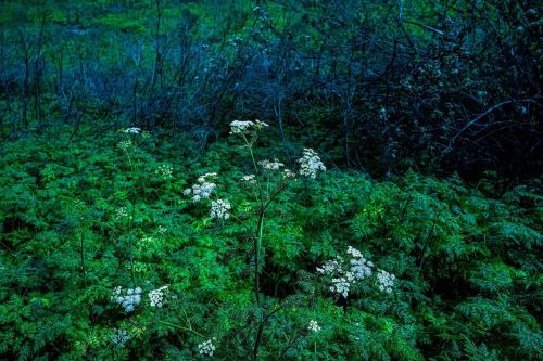 A close-up of delicate white flowers amidst lush green foliage in a dimly lit forest setting.