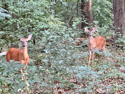 Two deer stand among lush greenery in a forest, surrounded by trees and underbrush.