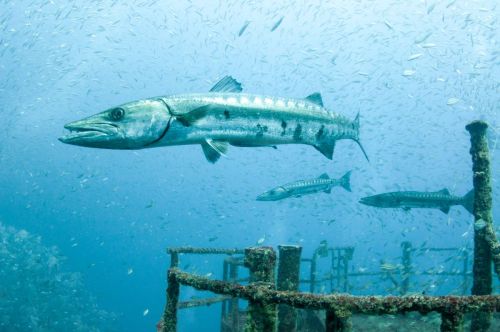 A barracuda swims near a submerged structure, surrounded by small fish in clear blue water.