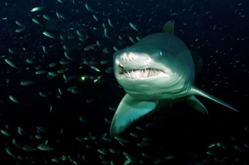 A large shark swims among a school of small fish in dark waters, showcasing its sharp teeth and powerful presence.