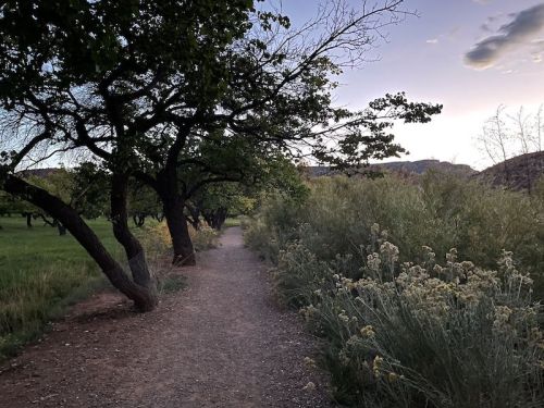 A serene dirt path lined with trees and shrubs, leading through a peaceful landscape at dusk.
