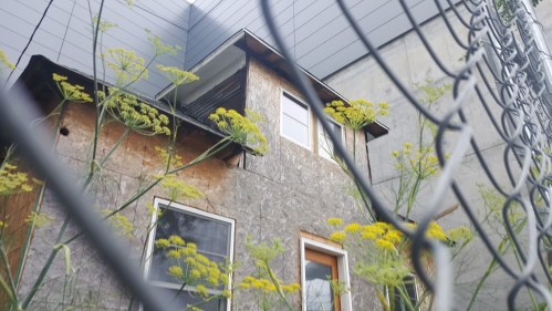 A partially constructed house surrounded by tall yellow flowers and a chain-link fence.