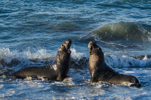 Two sea lions vocalizing on a rocky shore, with waves crashing around them.