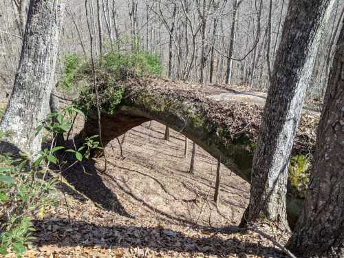 A natural stone arch bridge covered in leaves, surrounded by bare trees in a wooded area.