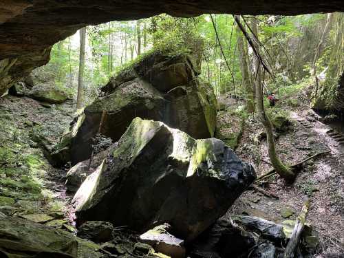 A view from inside a cave, showcasing large rocks and lush greenery in a forested area.