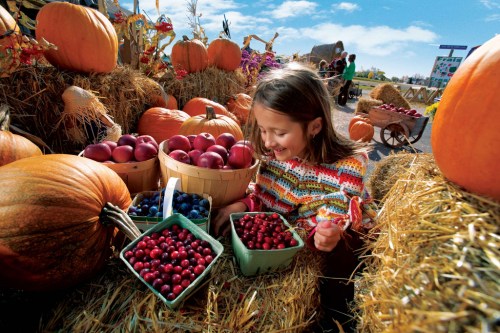 A young girl smiles while surrounded by pumpkins and baskets of apples, blueberries, and cranberries on hay bales.