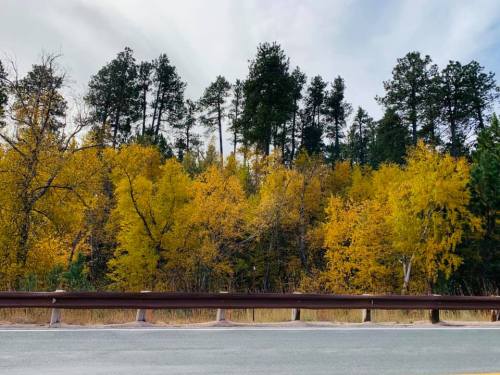 A scenic view of a road with a brown guardrail, surrounded by vibrant autumn trees in shades of yellow and green.