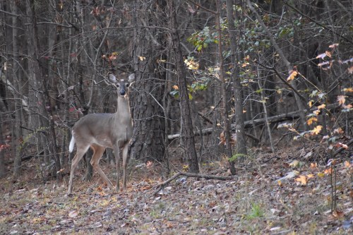 A deer stands among trees and fallen leaves in a wooded area, with autumn foliage in the background.