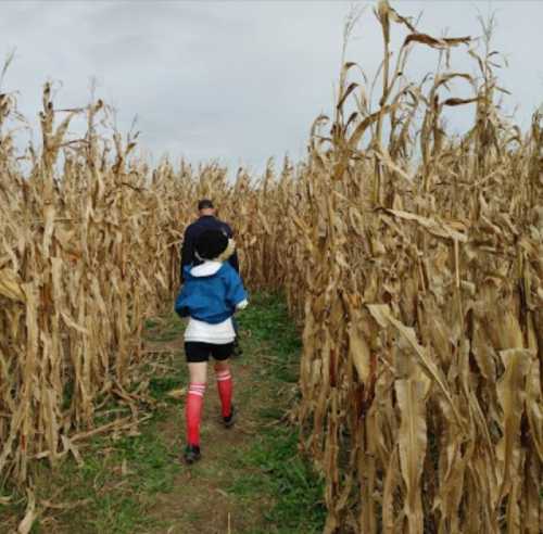 Two people walking through a tall corn maze, surrounded by dry corn stalks under a cloudy sky.