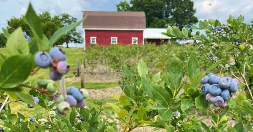 A red barn in the background with lush blueberry bushes in the foreground under a cloudy sky.