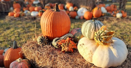 A variety of pumpkins and gourds arranged on hay, with a vibrant autumn backdrop.