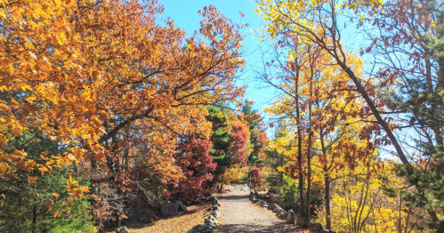 A scenic pathway surrounded by vibrant autumn trees in shades of orange, yellow, and red under a clear blue sky.