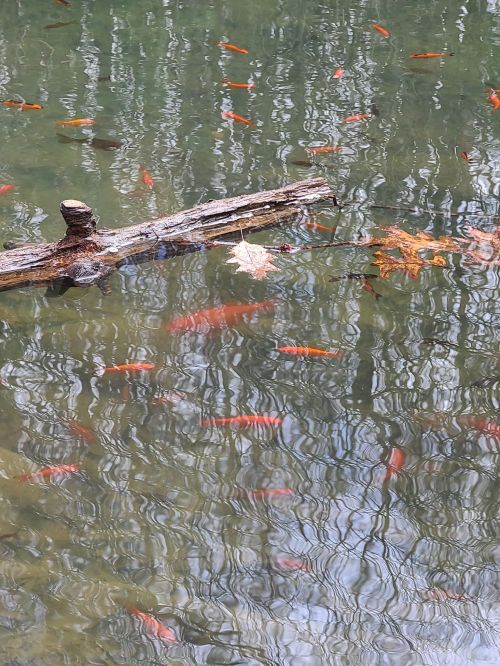 A serene pond with orange fish swimming among reflections of trees and a fallen leaf on a log.