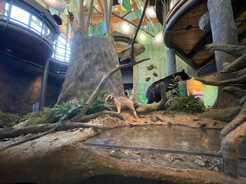 A realistic indoor exhibit featuring a raccoon and a bear near a water feature, surrounded by trees and greenery.