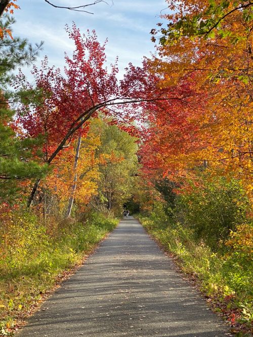 A scenic pathway lined with vibrant autumn trees in shades of red, orange, and yellow under a clear blue sky.