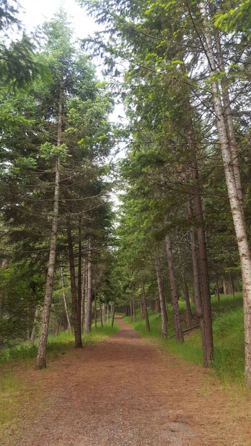 A serene forest path lined with tall trees, leading into a lush green landscape.