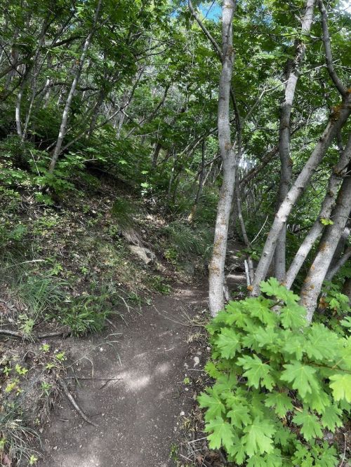 A narrow dirt path winds through a lush green forest with trees and foliage on either side.