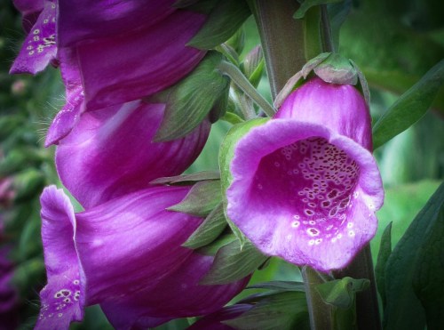 Close-up of vibrant purple foxglove flowers with intricate patterns inside the blooms.